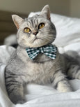 Whisker Woods