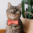 Santa Kitty