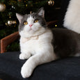 Purrfect Dots Beige