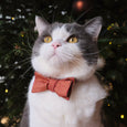 Santa Kitty