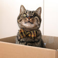 Sophisticat