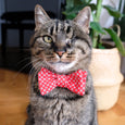 Monsieur Dot