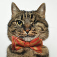 Santa Kitty