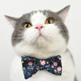 Van Fluffington