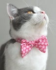 Kitty Blossom