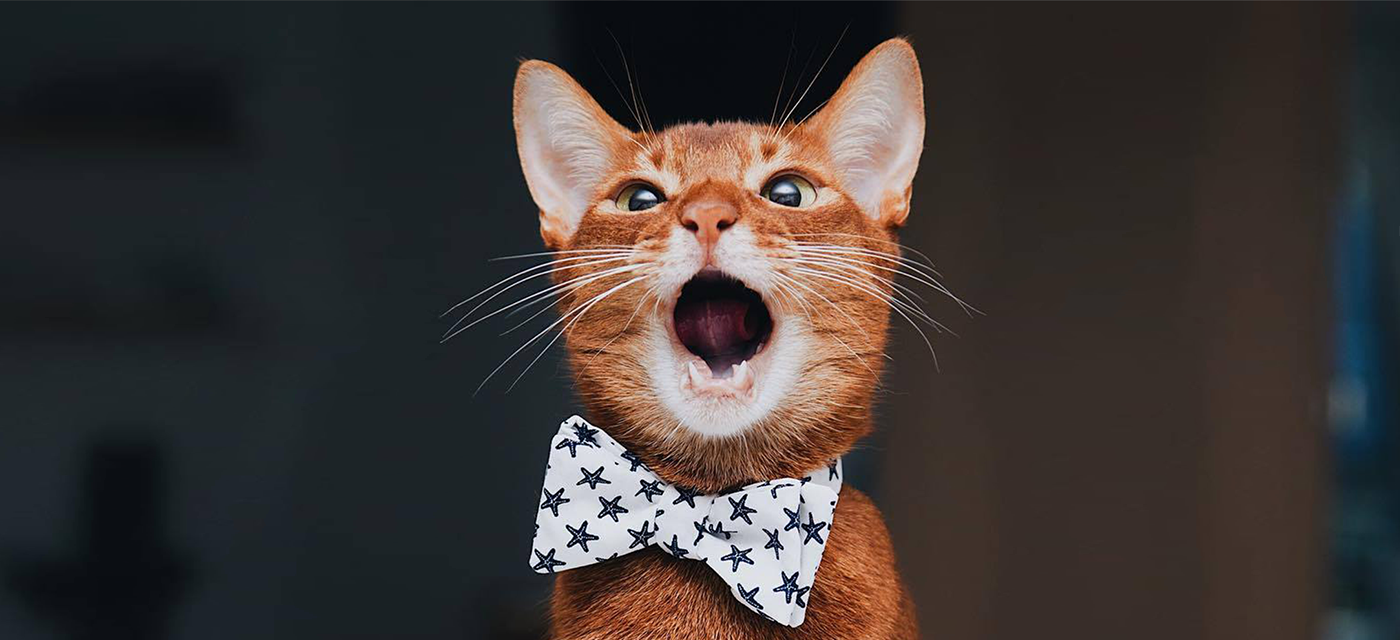 Ties best sale for cats